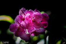 Pink orchid at the Garden of the Sleeping Giant in the Hidden Valley which sits at the foothills of the Nausori Highlands about 10 minutes drive north of Nadi. The garden was originally started by the late Raymond Burr in 1997, known for his characters of Perry Mason and Ironside.